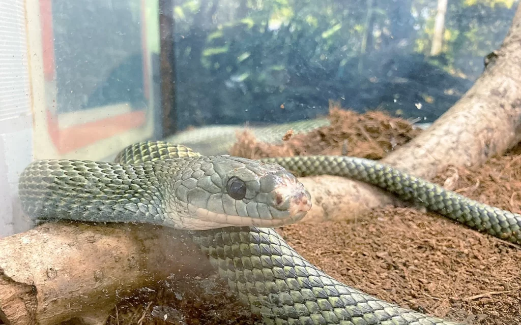 蛇の床材の選び方