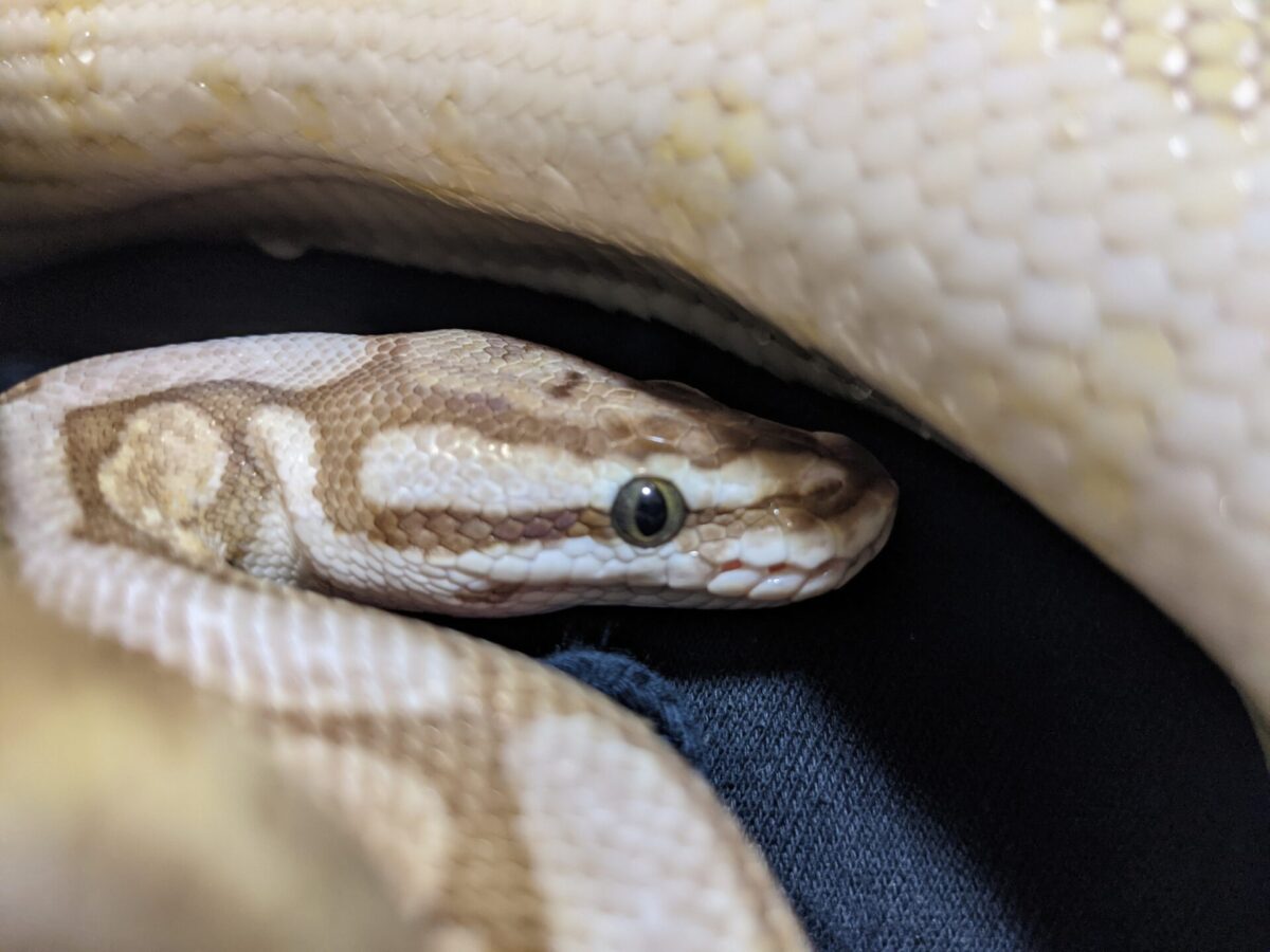 ボールパイソンの顔がかわいい この穴って何 ピット器官 すまはちゅ