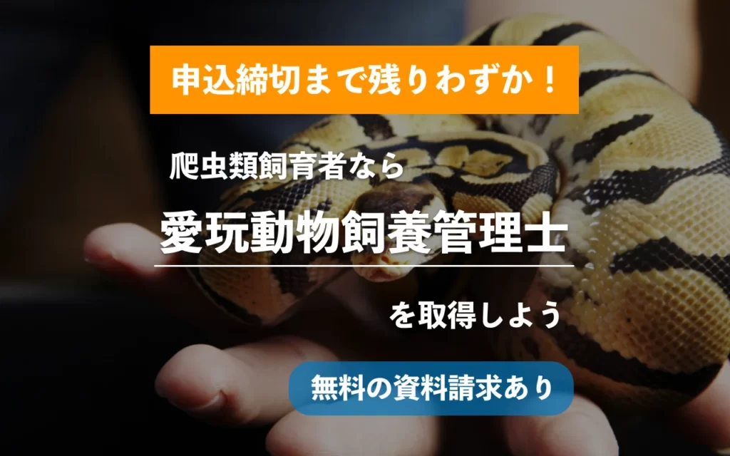 資格 爬虫類飼育者なら愛玩動物飼養管理士2級に申し込みしよう ブリーダーも目指せる方法 すまはちゅ