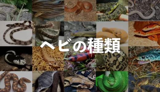 【全世界20種】蛇の種類一覧｜日本と海外の有名な品種