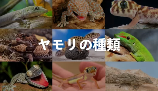 【爬虫類図鑑】ヤモリの種類一覧80種（全世界：海外+日本）