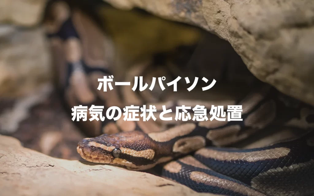 ボールパイソンの病気の種類と症状 応急処置あり すまはちゅ