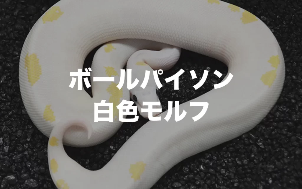 白蛇】ボールパイソンのホワイトモルフ特集！驚きの値段とは