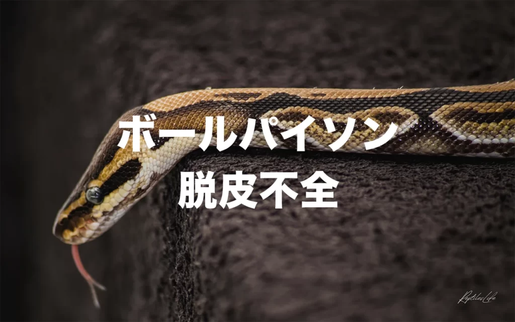 ボールパイソンが脱皮不全なら放置せずに温浴させよう【二度目を防ぐ