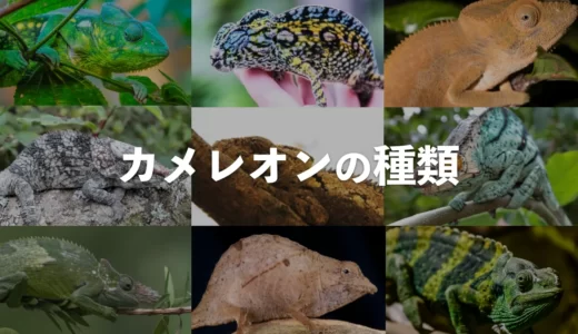 カメレオンの種類一覧27種【爬虫類図鑑】