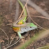 メキシコツノトカゲとは すまはちゅ