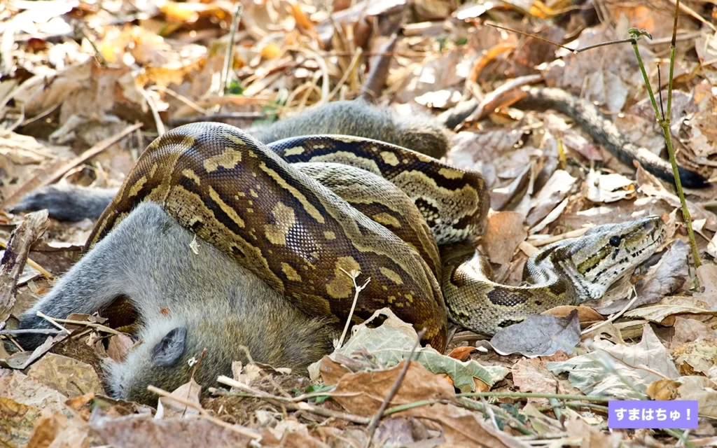 アフリカニシキヘビとは – へびマガ