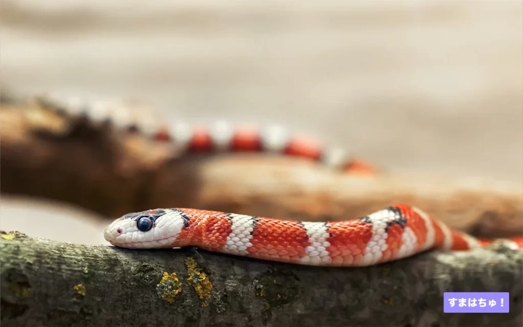 白蛇。かなりお買得！アリゾナ.タディー＆キング .他有名所組み合わせ！ 白蛇。かなりお買得！アリゾナ.タディー＆キング .他有名所組み合わせ