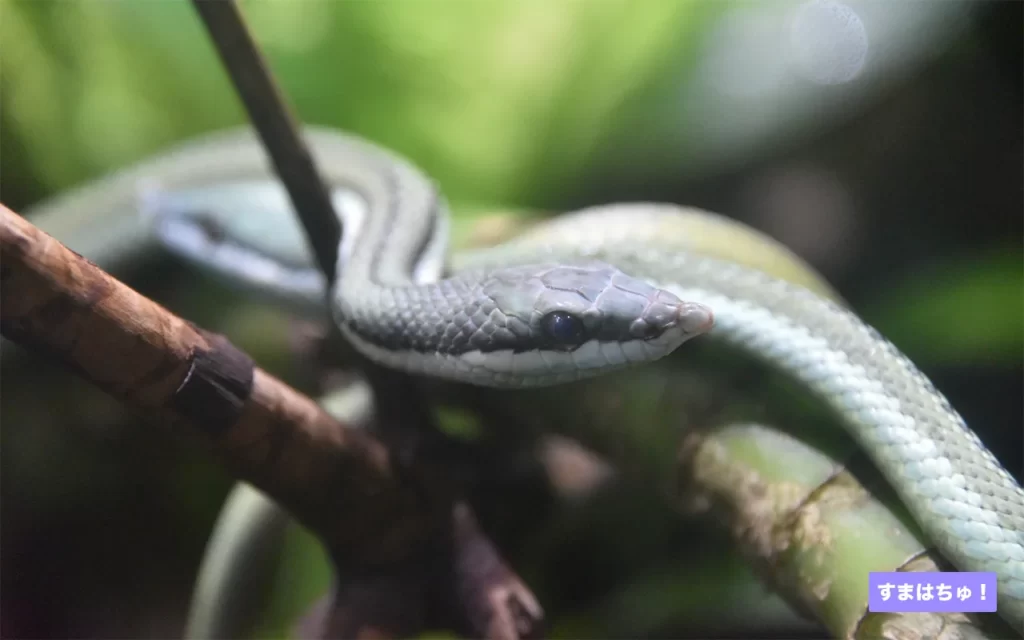バロンコダマヘビとは？おすすめのケージなど飼育用品を紹介 – へびマガ