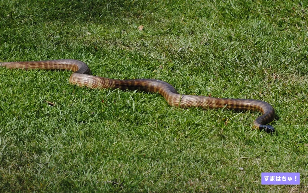 black-headed-python-2-1024x640