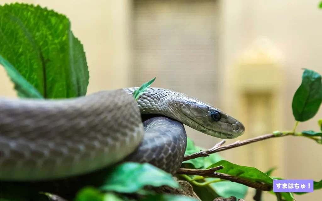 アガベ 黑曼巴 Black mamba ブラックマンバ アガベ チタノタ 黑曼巴