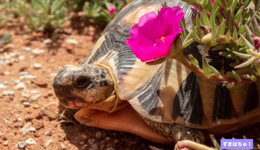 カメの種類一覧157種 爬虫類図鑑 すまはちゅ