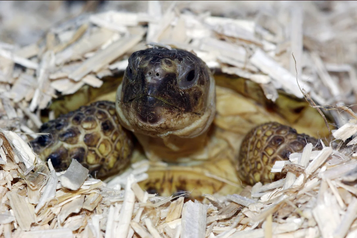 ロシアリクガメのおすすめシェルター｜飼育レイアウトをプロが解説 – 両爬工房マガジン