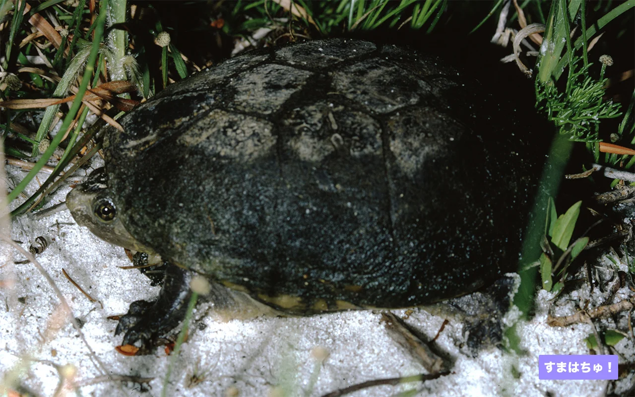 ミシシッピニオイガメとは すまはちゅ
