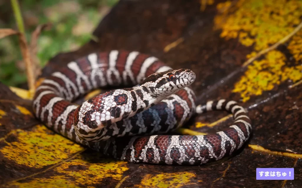 eastern-milk-snake-1-1024x640.webp