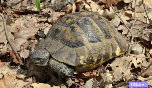 カメの種類一覧157種 爬虫類図鑑 すまはちゅ