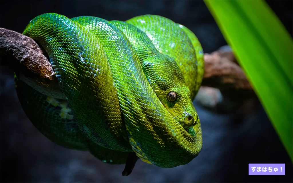 希少 絶版 更に完璧なグリーンパイソン 爬虫類 グリーンパイソン　書籍 洋書 本 動植物関連書籍 ＞ 爬虫類 ＞ ヘビ ＞ ボア・パイソン ＞ 更に