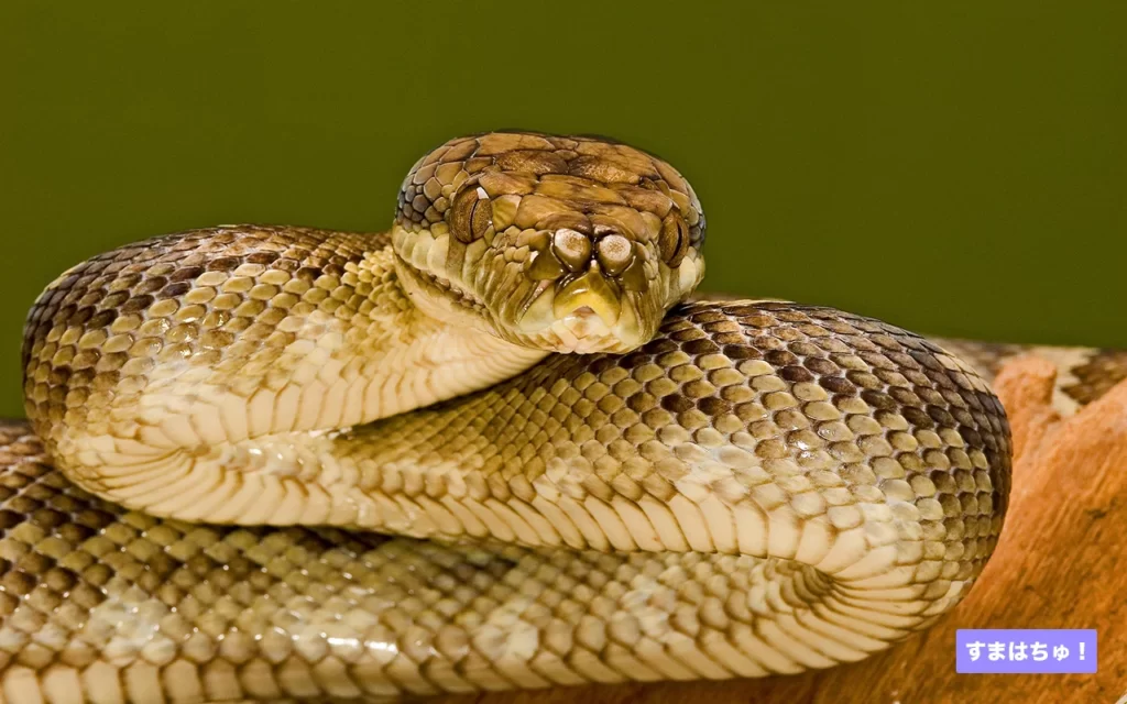 ハルマヘラパイソンとは?おすすめのケージなど飼育用品を紹介 – へびマガ