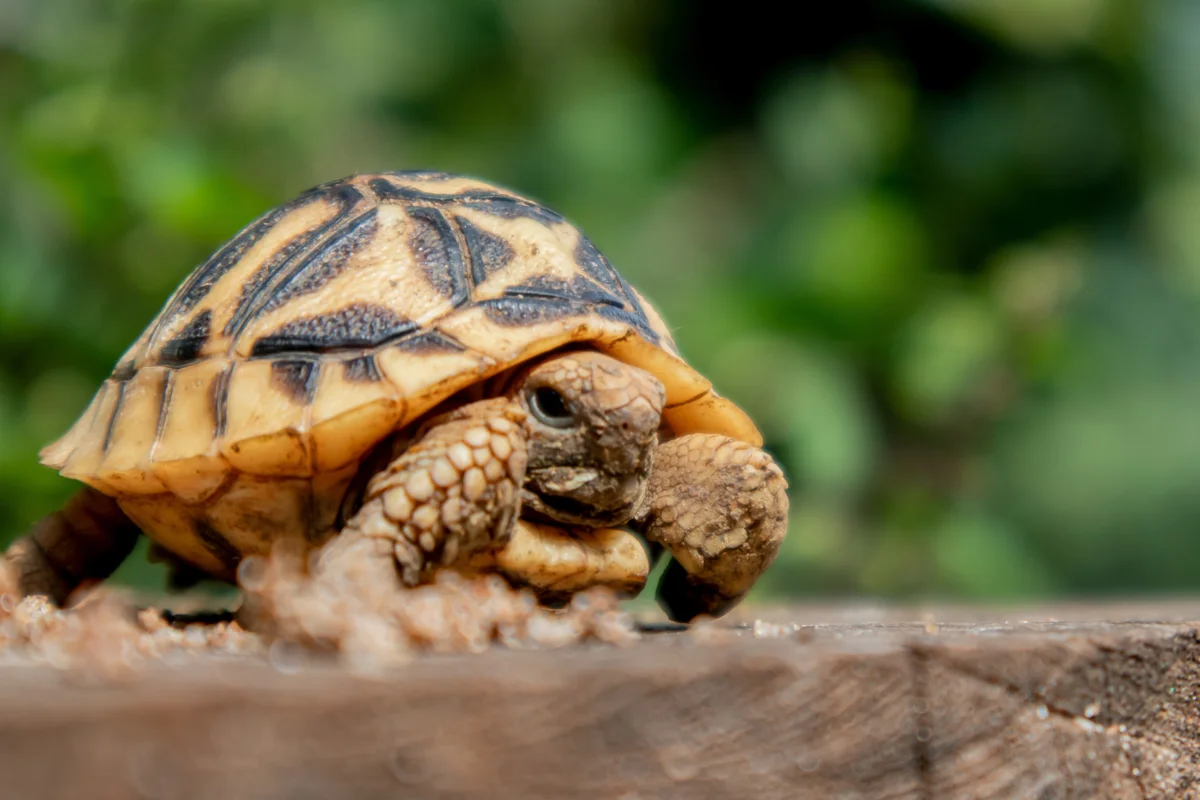 インドホシガメのおすすめシェルター｜飼育レイアウトをプロが解説 – 両爬工房マガジン