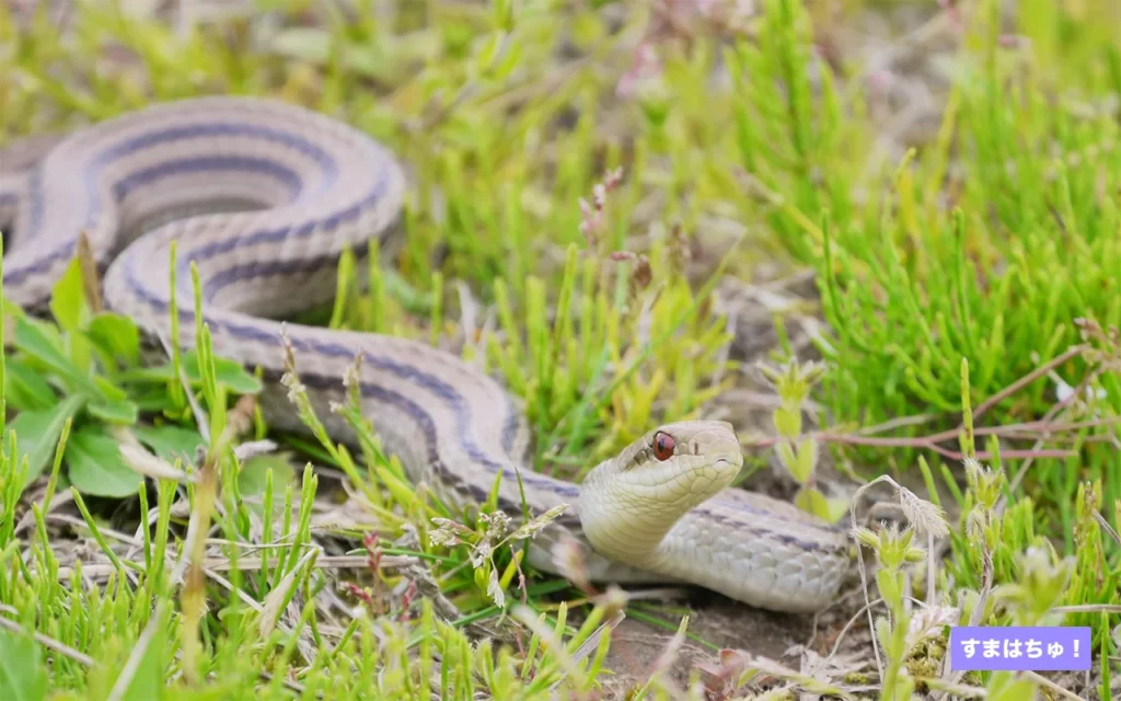 シマヘビとは？おすすめのケージなど飼育用品を紹介 – へびマガ