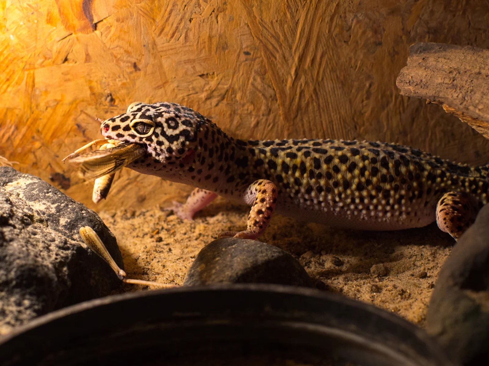 3] 月光堂 監獄 シェルター ロック オマケ付 (爬虫類/レオパ) 楽天市場