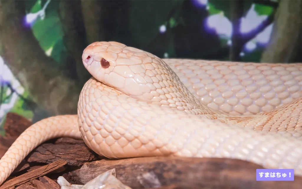 送料無料】爬虫類 ボルネオ ヘビ 毒ヘビ 危険生物 コブラ 図鑑 洋書