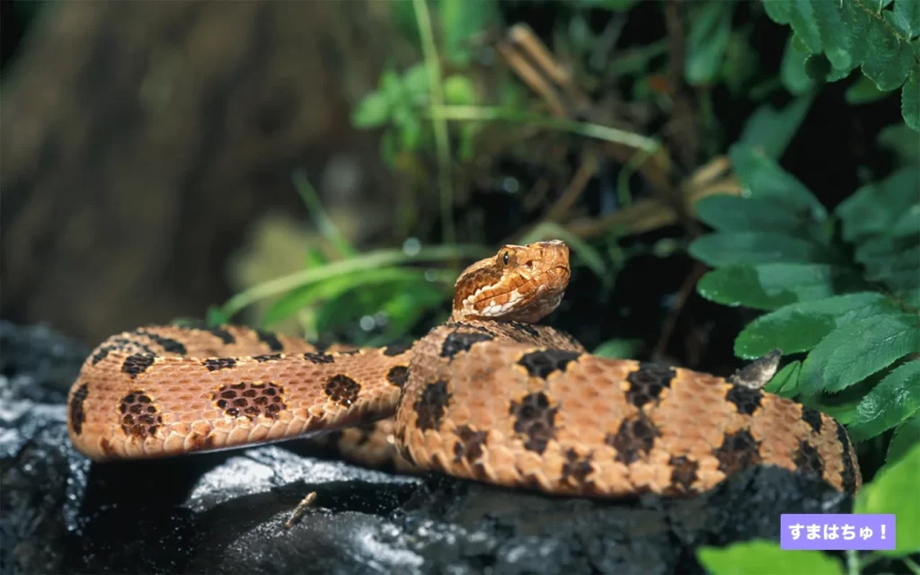 アメリカヒメガラガラとは – へびマガ