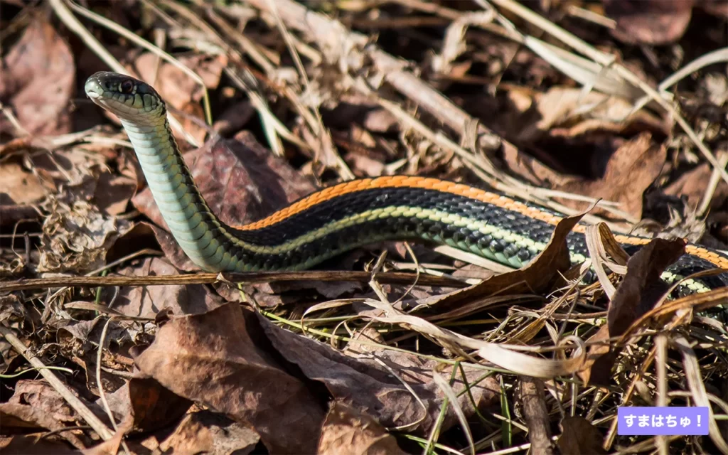 ビンテージドール　gram snake スネイク　へび　蛇　ヘビ　60s Amazon.co.jp: スネイク BIG フィギュア ゴールド へび 蛇 ヘビ ソフビ