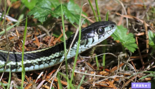 ヘビの種類一覧167種 爬虫類図鑑 すまはちゅ