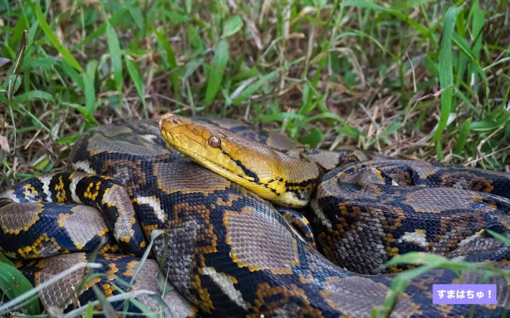 アミメニシキヘビとは – 両爬工房マガジン