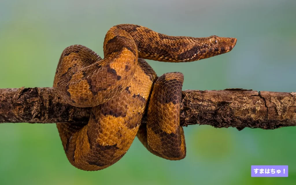 バイパーボアとは おすすめのケージなど飼育用品を紹介 すまはちゅ